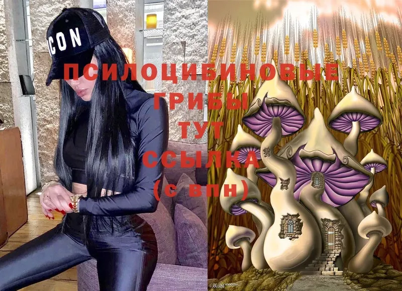 omg tor  Высоковск  Галлюциногенные грибы Cubensis 